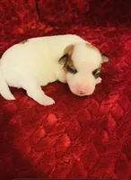 Nylas girl #2, a female Jack Russell Terrier for sale in Broken Bow, OK – Photo 6 of 7