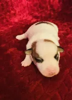 Nylas girl #2, a female Jack Russell Terrier for sale in Broken Bow, OK – Photo 4 of 7