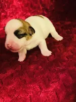 Nylas girl #2, a female Jack Russell Terrier for sale in Broken Bow, OK – Photo 5 of 7