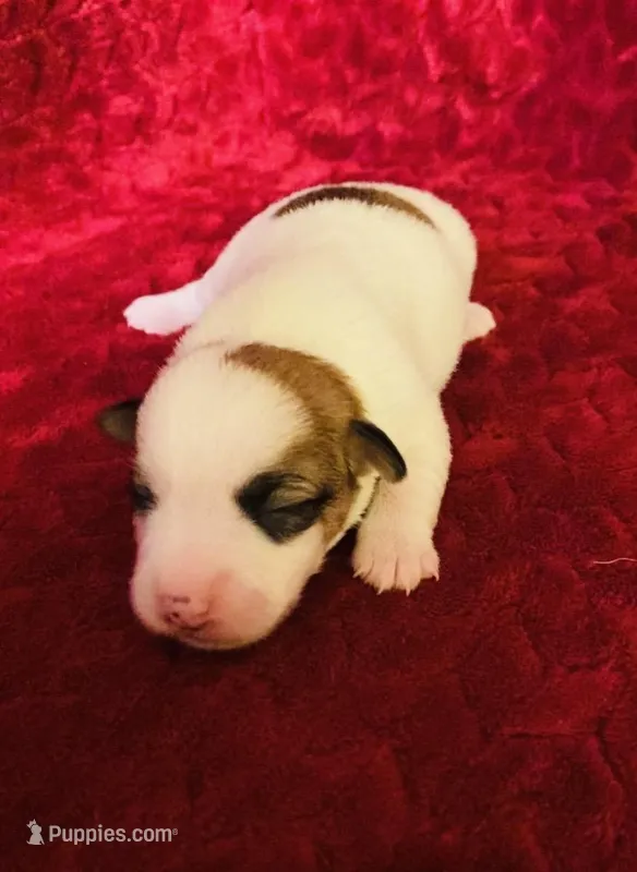 Nylas girl #2 – Jack Russell Terrier puppy for sale in Broken Bow, OK