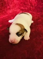 Nylas girl #2, a female Jack Russell Terrier for sale in Broken Bow, OK – Photo 1 of 7