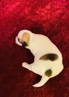 Nylas girl #2, a female Jack Russell Terrier for sale in Broken Bow, OK – Photo 2 of 7