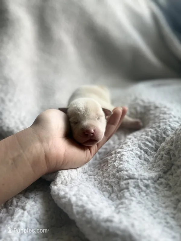 Simba – Labrador Retriever puppy on hold in Indianapolis, IN
