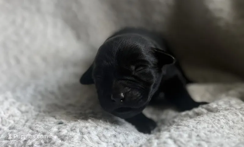 Shenzi – Labrador Retriever puppy on hold in Indianapolis, IN