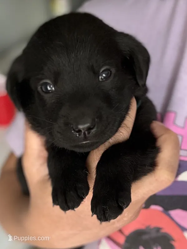 Ed – Labrador Retriever puppy for sale in Indianapolis, IN