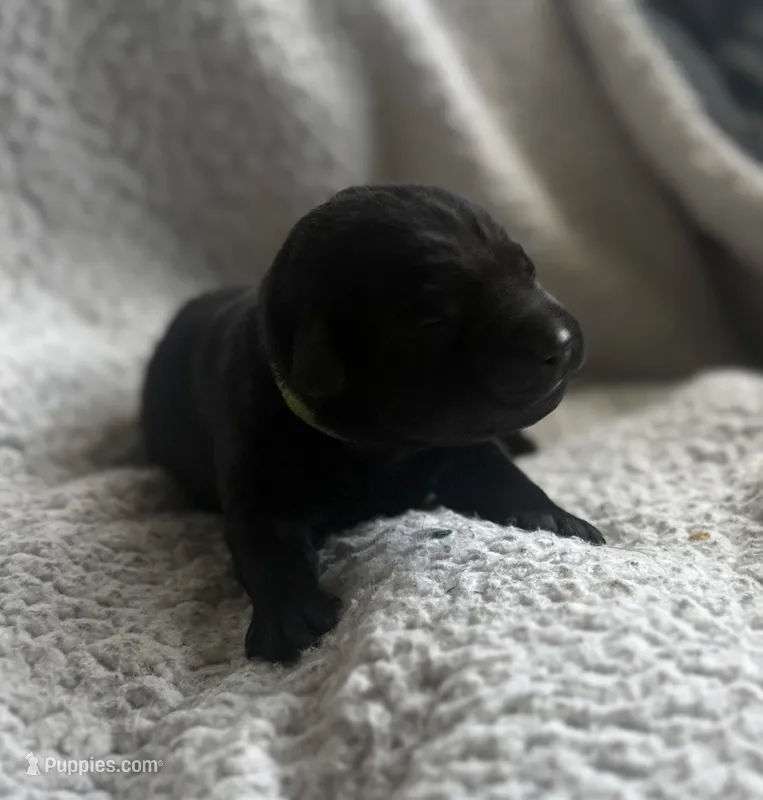 Ed, a male Labrador Retriever for sale in Indianapolis, IN – 1 of 2