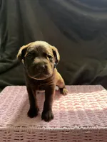 Kovu, a male Labrador Retriever for sale in Indianapolis, IN – 2 of 2