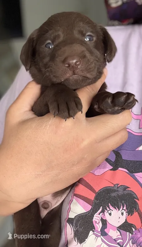 Kovu – Labrador Retriever puppy for sale in Indianapolis, IN