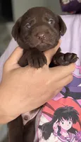 Kovu, a male Labrador Retriever for sale in Indianapolis, IN – 1 of 2