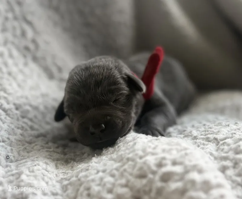 Nuka – Labrador Retriever puppy for sale in Indianapolis, IN