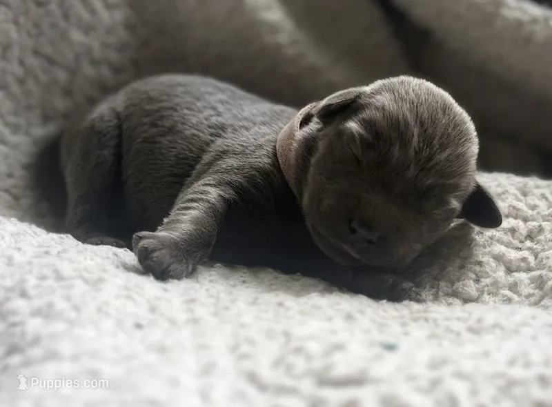 Vitani – Labrador Retriever puppy on hold in Indianapolis, IN