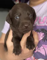 Zira, a female Labrador Retriever for sale in Indianapolis, IN – 1 of 2