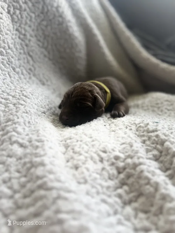 Zira – Labrador Retriever puppy for sale in Indianapolis, IN