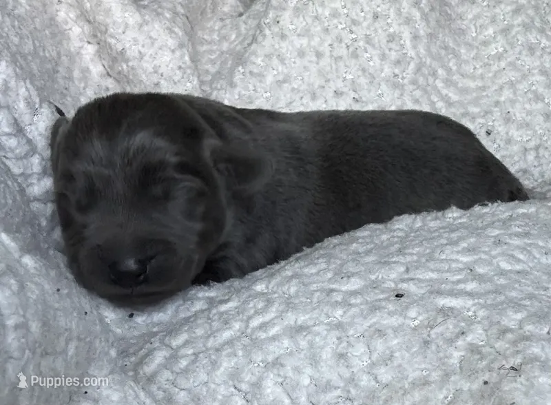 Zazu – Labrador Retriever puppy for sale in Indianapolis, IN