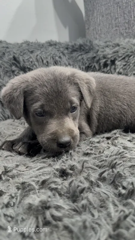 Nuka – Labrador Retriever puppy for sale in Indianapolis, IN