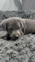 Nuka, a male Labrador Retriever for sale in Indianapolis, IN – 1 of 1