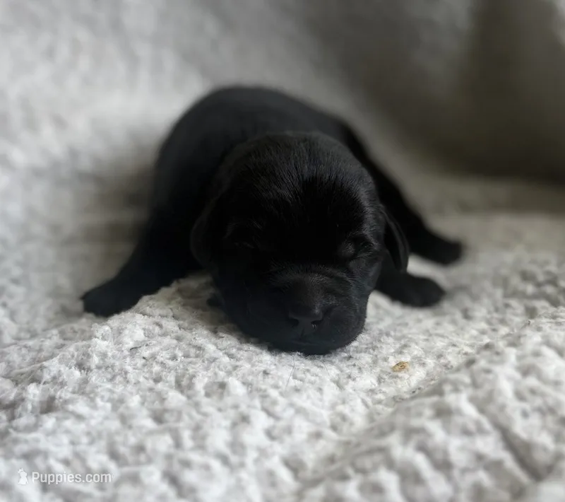 Banzai – Labrador Retriever puppy for sale in Indianapolis, IN