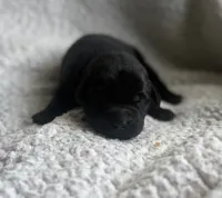 Banzai, a male Labrador Retriever for sale in Indianapolis, IN – 1 of 2