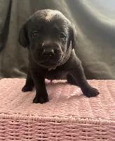 Banzai, a male Labrador Retriever for sale in Indianapolis, IN – 2 of 2