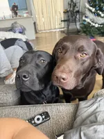 Shenzi, a female Labrador Retriever for sale in Indianapolis, IN – 2 of 2