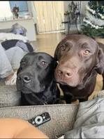 Vitani, a female Labrador Retriever for sale in Indianapolis, IN – 2 of 2