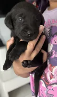 Banzai, a male Labrador Retriever for sale in Indianapolis, IN – 1 of 2