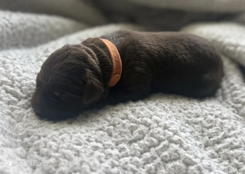 Kovu – Labrador Retriever puppy for sale in Indianapolis, IN