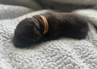 Kovu, a male Labrador Retriever for sale in Indianapolis, IN – 1 of 2