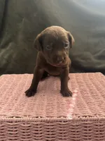 Zira, a female Labrador Retriever for sale in Indianapolis, IN – 2 of 2