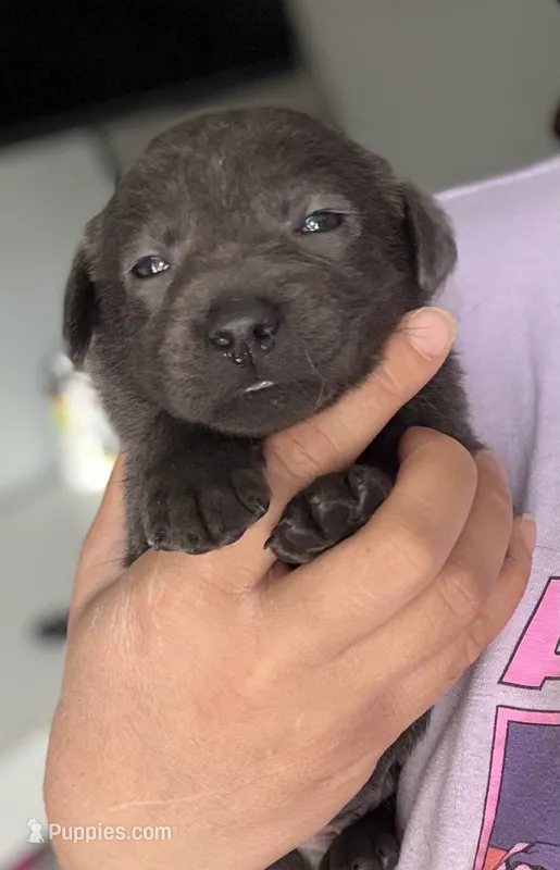Zazu – Labrador Retriever puppy for sale in Indianapolis, IN
