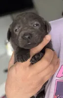 Zazu, a male Labrador Retriever for sale in Indianapolis, IN – 1 of 2