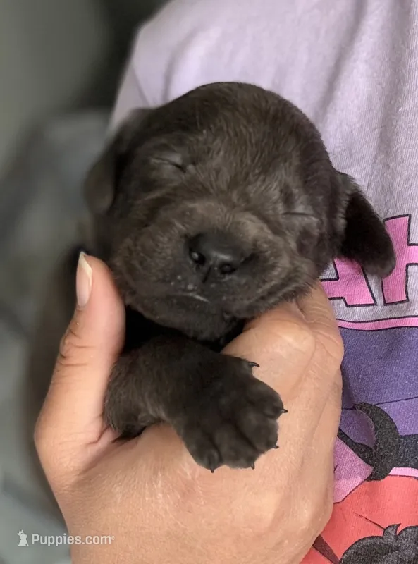 Nuka – Labrador Retriever puppy for sale in Indianapolis, IN