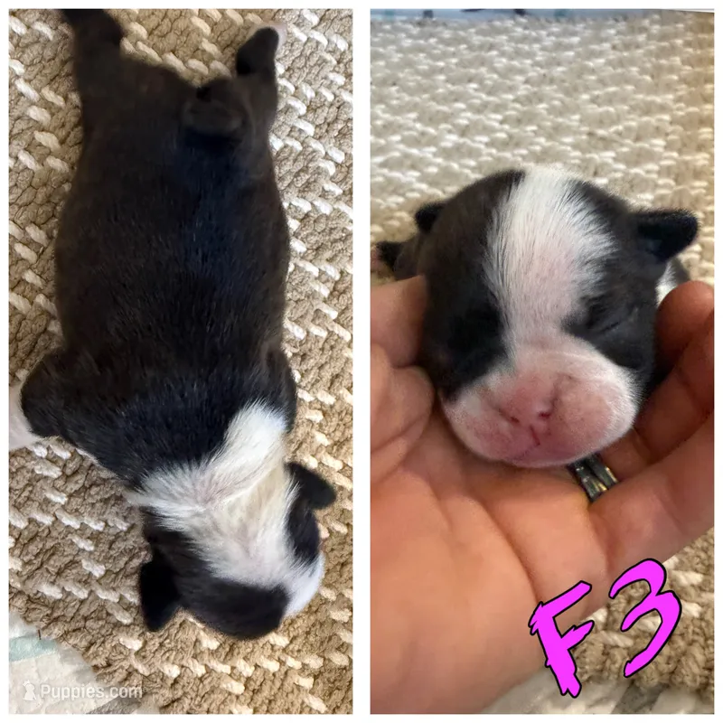 Female 3 – Frenchton puppy for sale in Olathe, CO
