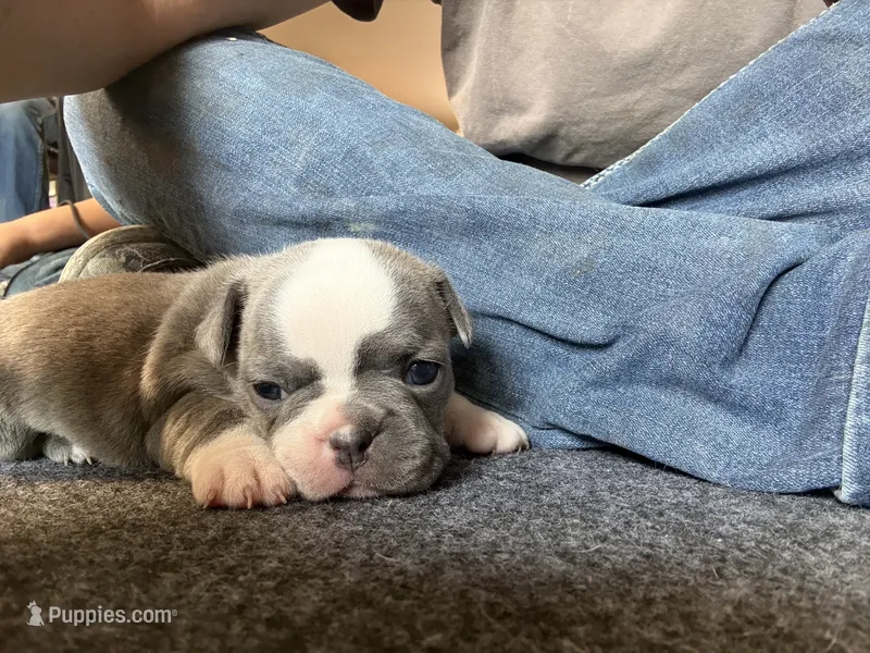 Female 1 – Frenchton puppy for sale in Olathe, CO