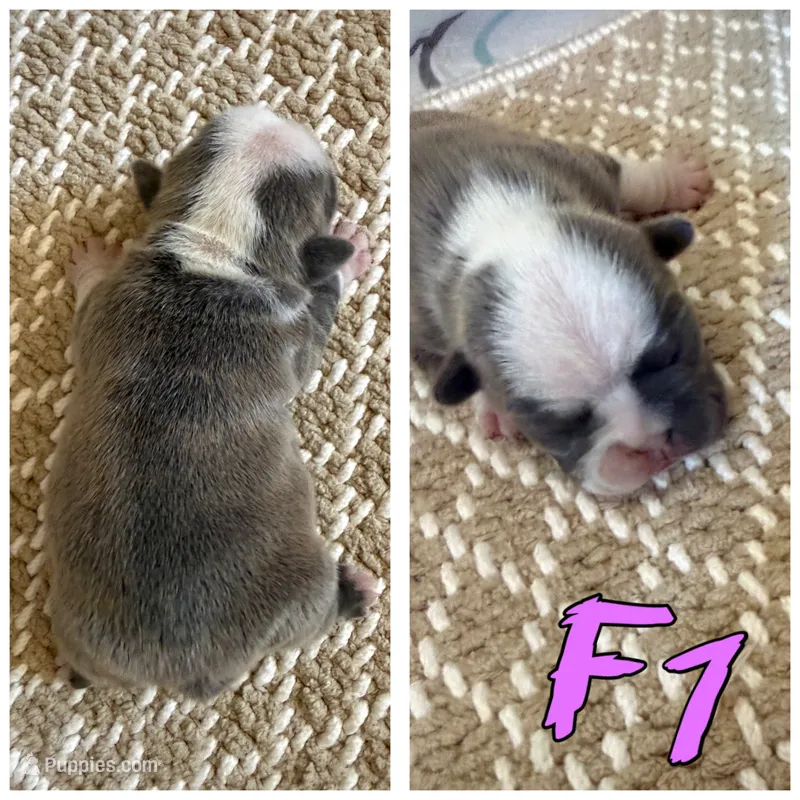 Female 1 – Frenchton puppy for sale in Olathe, CO