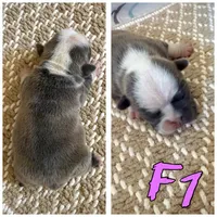 Female 1, a female Frenchton for sale in Olathe, CO – 1 of 1