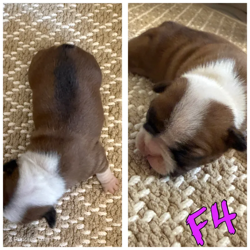 Female 4 – Frenchton puppy for sale in Olathe, CO