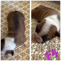 Female 4, a female Frenchton for sale in Olathe, CO – 1 of 1