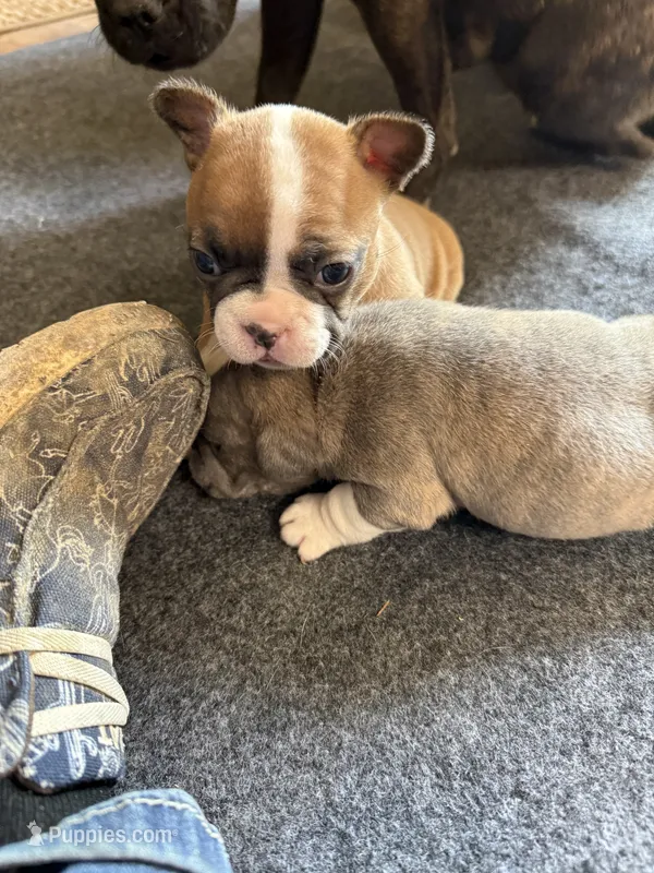 Female 4 – Frenchton puppy for sale in Olathe, CO