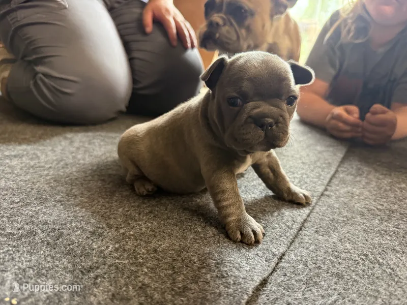Female 5 – Frenchton puppy for sale in Olathe, CO