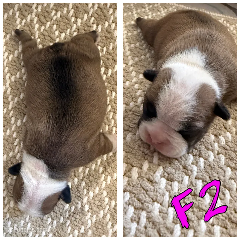 Female 2 – Frenchton puppy for sale in Olathe, CO