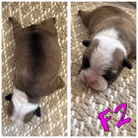 Female 2, a female Frenchton for sale in Olathe, CO – 1 of 1