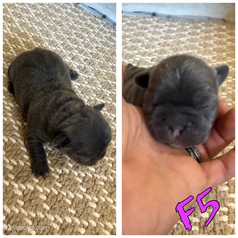 Female 5 – Frenchton puppy for sale in Olathe, CO