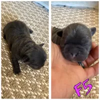 Female 5, a female Frenchton for sale in Olathe, CO – 1 of 1