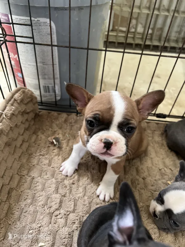 Female 4 – Frenchton puppy for sale in Olathe, CO