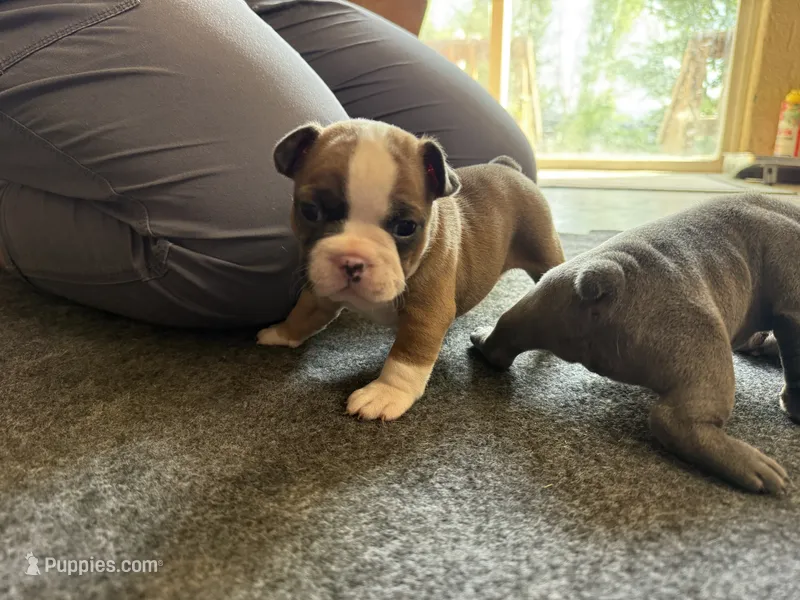 Female 2 – Frenchton puppy for sale in Olathe, CO