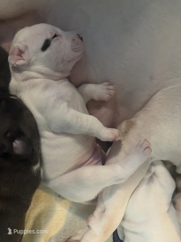 No Name  – American Bully, American Pit Bull Terrier puppy for sale in Silver Spring, MD