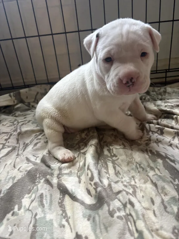 No Name  – American Bully, American Pit Bull Terrier puppy for sale in Silver Spring, MD