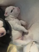 No Name , a female American Bully and American Pit Bull Terrier for sale in Silver Spring, MD – Photo 2 of 2