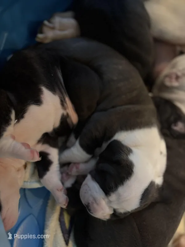 No Name – American Bully, American Pit Bull Terrier puppy for sale in Silver Spring, MD